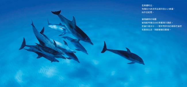 海豚不見了 大西洋巴哈馬國的大西洋斑海豚紀實繪本 Pchome 24h書店