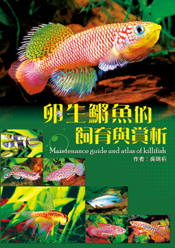 卵生鱂魚的飼育與賞析 Pchome 24h書店