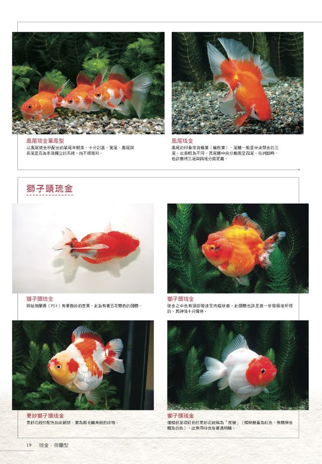 給新手的金魚鑑賞ｘ飼養指南 Pchome 24h書店